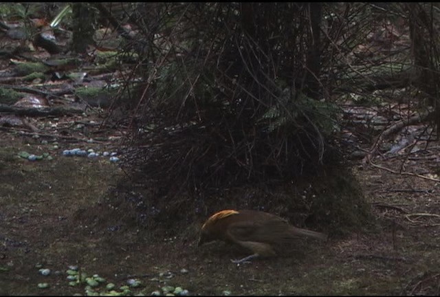 Golden-fronted Bowerbird - ML459752