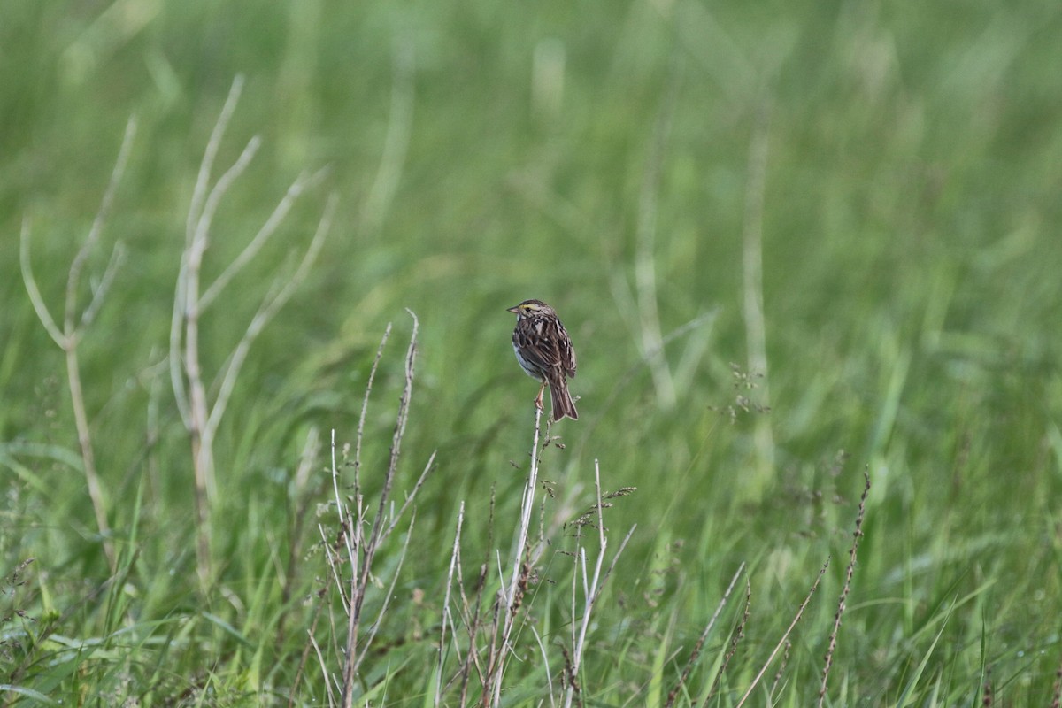 Savannah Sparrow - Denis Tétreault