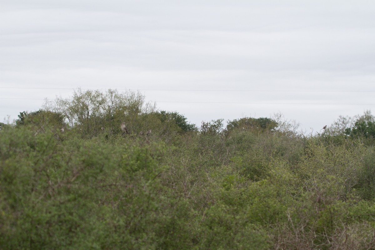 Northern Mockingbird - ML45975211