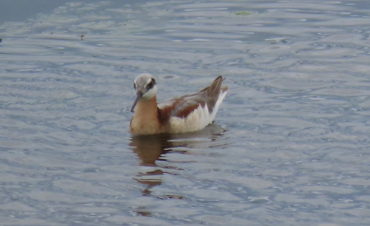 Phalarope de Wilson - ML459753001