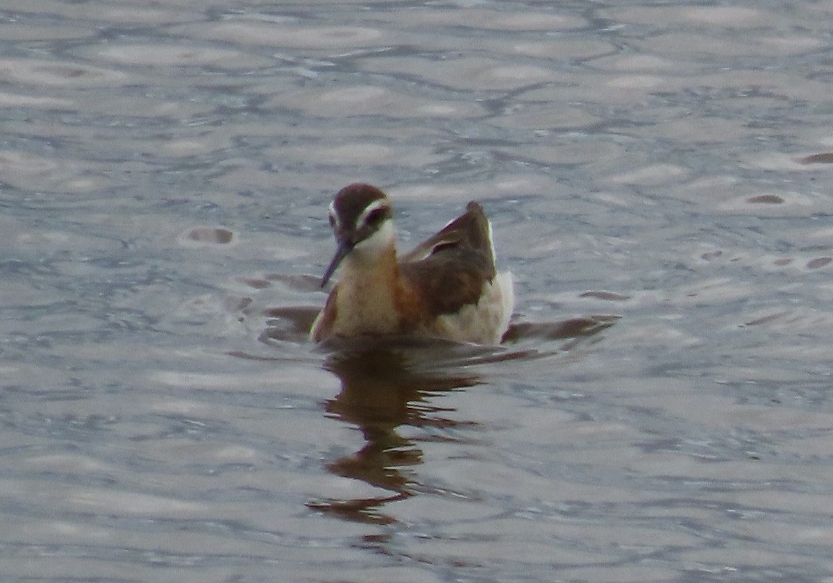 Wilson's Phalarope - Bruce Matasick