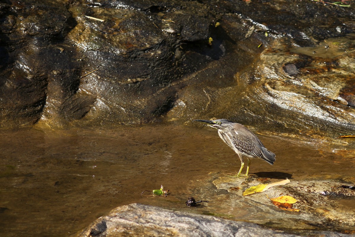 Striated Heron (Old World) - ML459753911