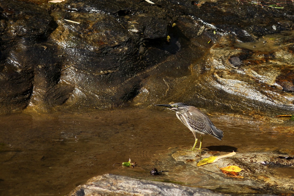 Striated Heron (Old World) - ML459753981