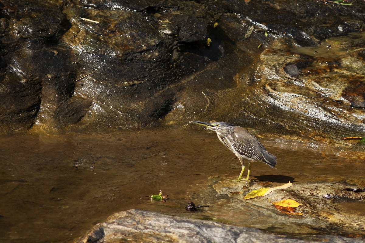 Striated Heron (Old World) - ML459754111