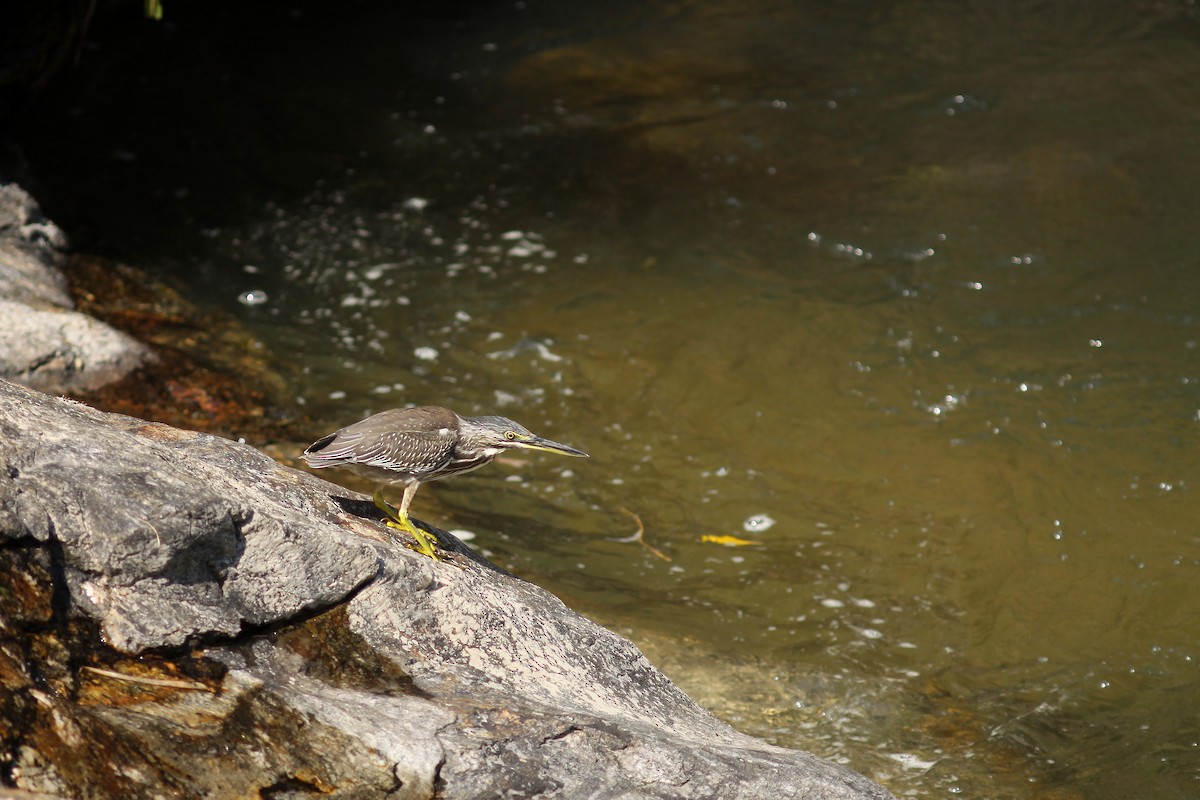 Striated Heron (Old World) - ML459754131