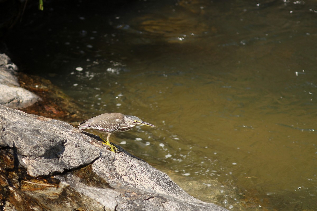 Striated Heron (Old World) - ML459754161