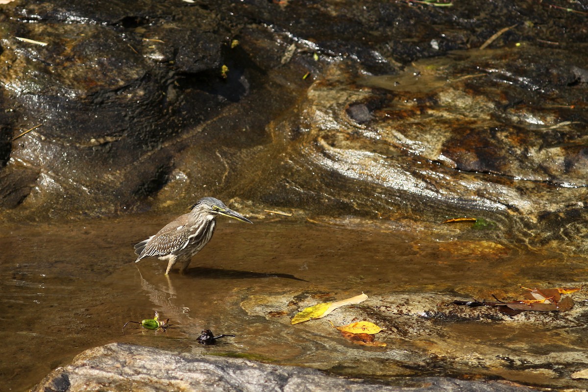 Striated Heron (Old World) - Simon Feys