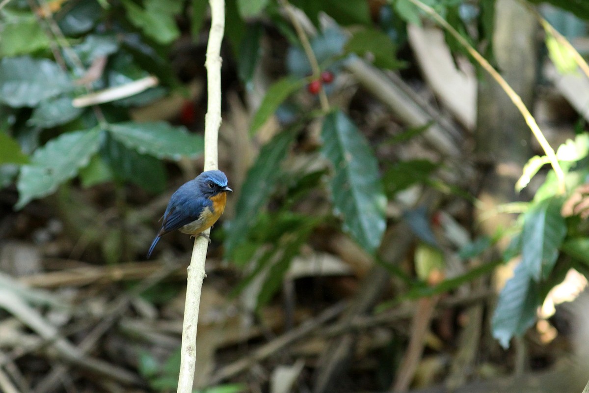 Hill Blue Flycatcher - ML459754901