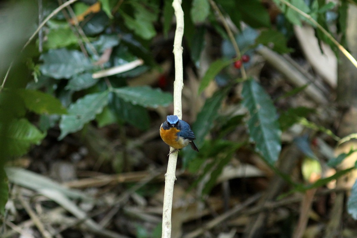 Hill Blue Flycatcher - ML459754921