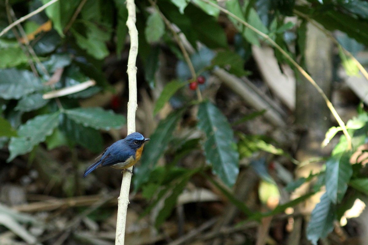 Hill Blue Flycatcher - ML459754931