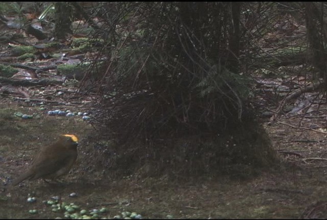 Golden-fronted Bowerbird - ML459755