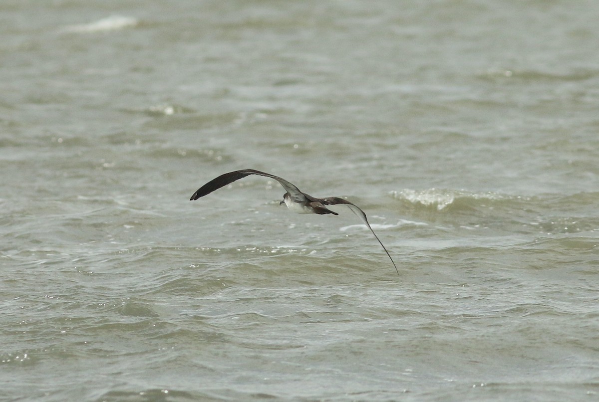 Wedge-tailed Shearwater - ML459755211