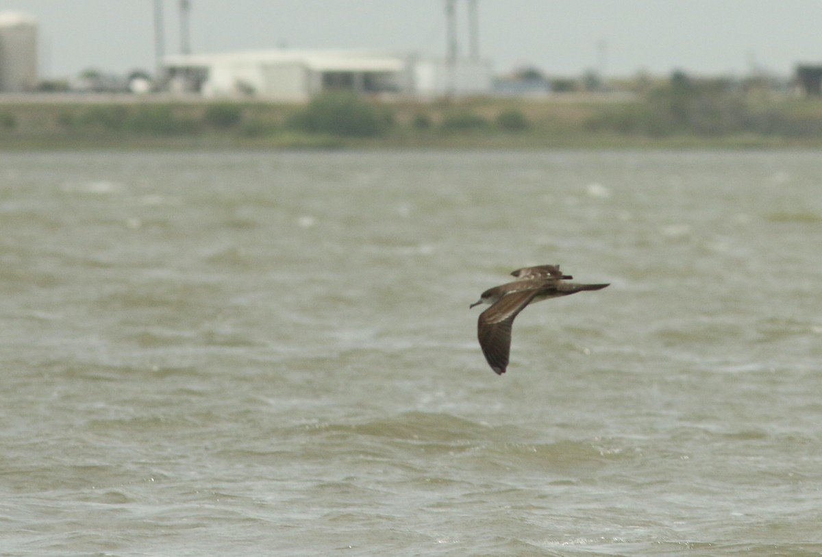 Wedge-tailed Shearwater - ML459755251