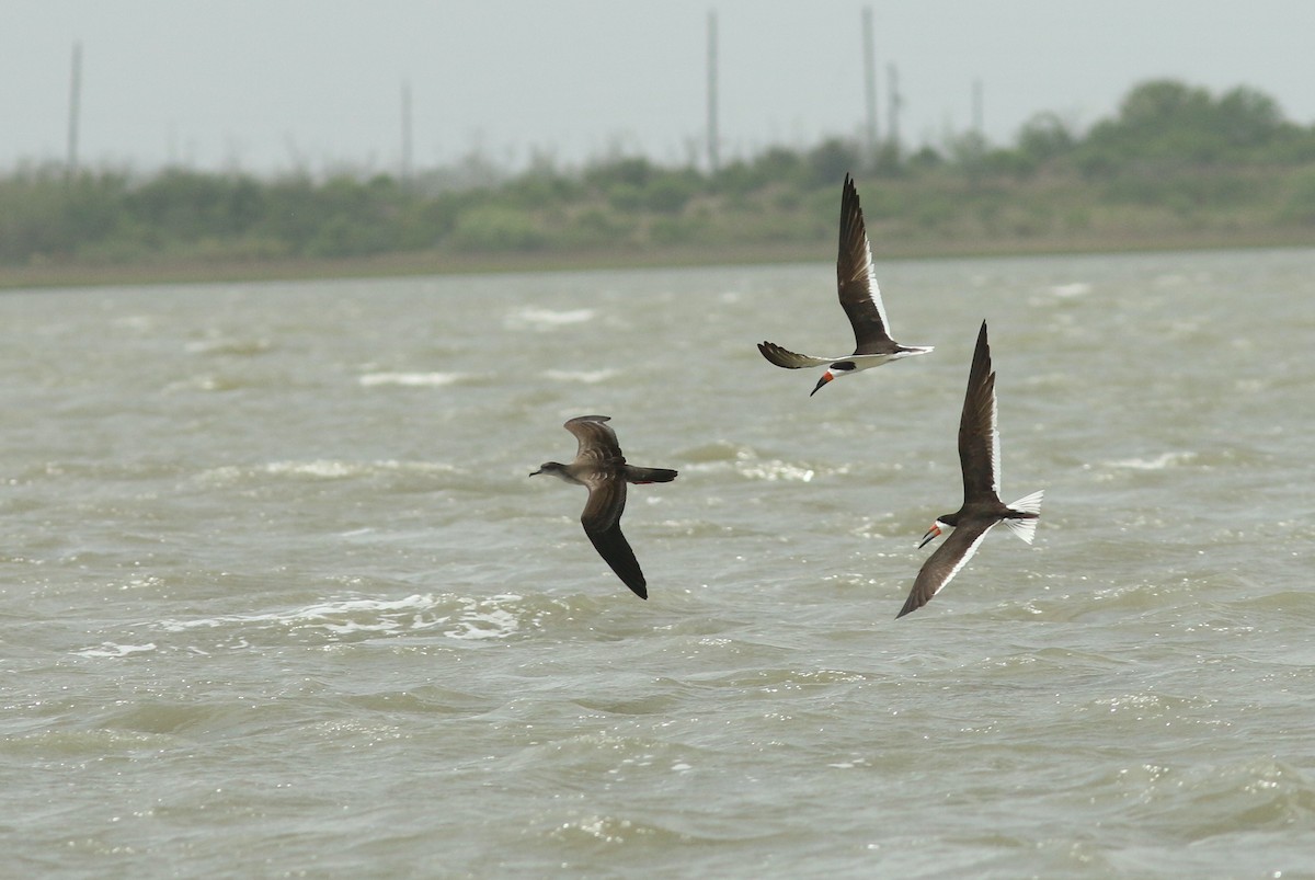 Wedge-tailed Shearwater - ML459755281