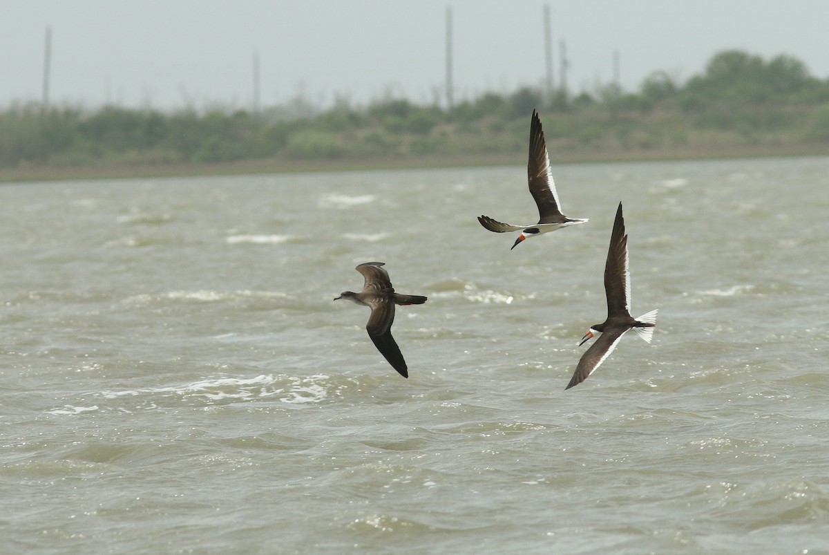 Wedge-tailed Shearwater - Justin LeClaire