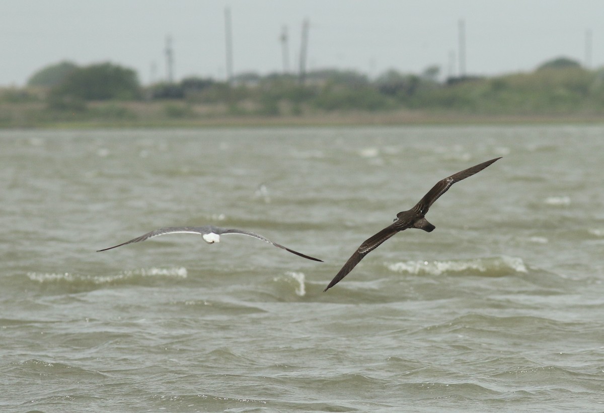 Wedge-tailed Shearwater - ML459755311