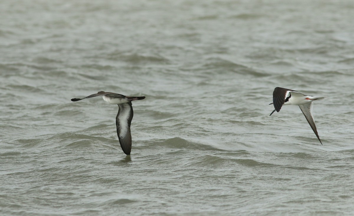Wedge-tailed Shearwater - ML459755331