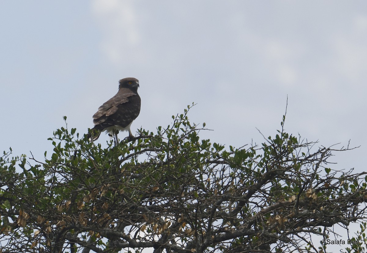 Black-chested Snake-Eagle - ML459758031