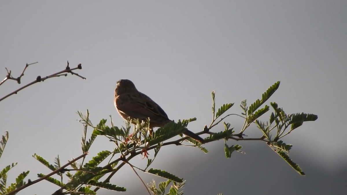 Botteri's Sparrow - Chad Ellis