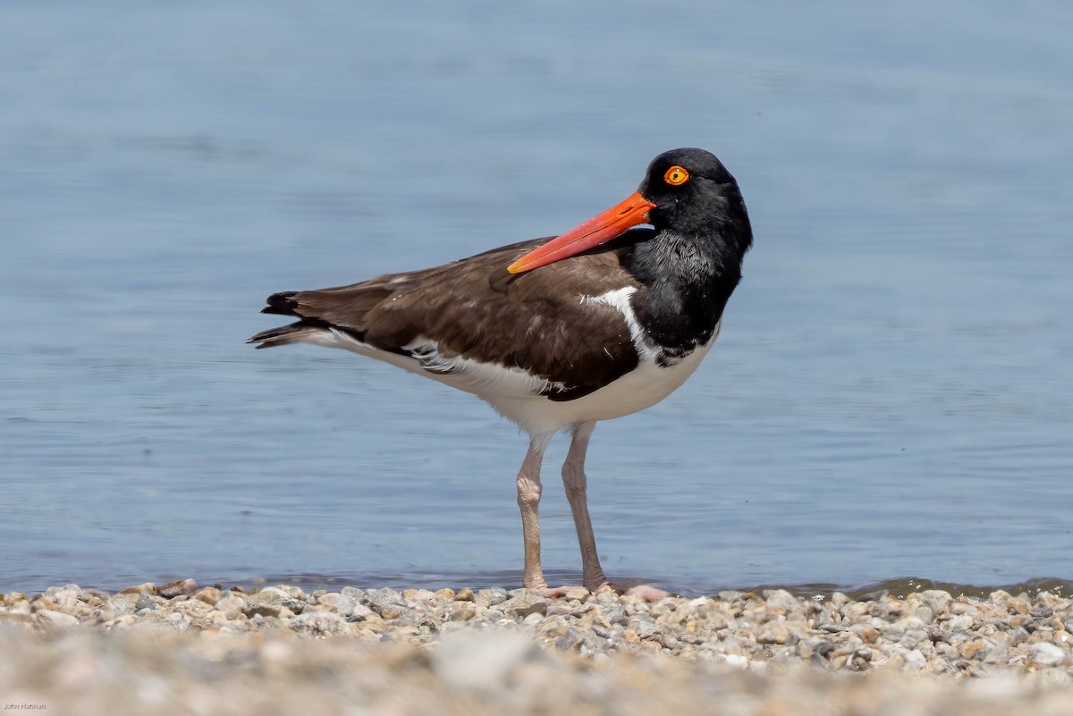 American Oystercatcher - ML459761581