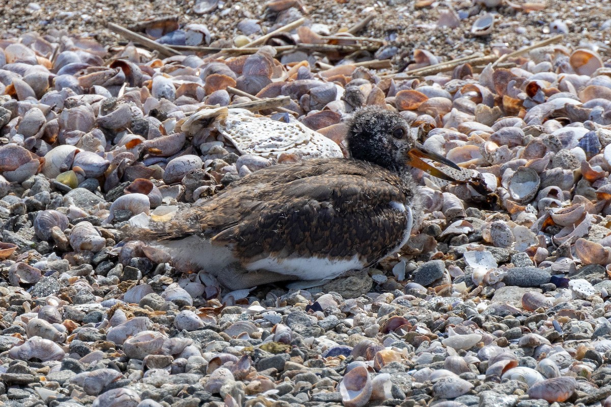 American Oystercatcher - ML459761591