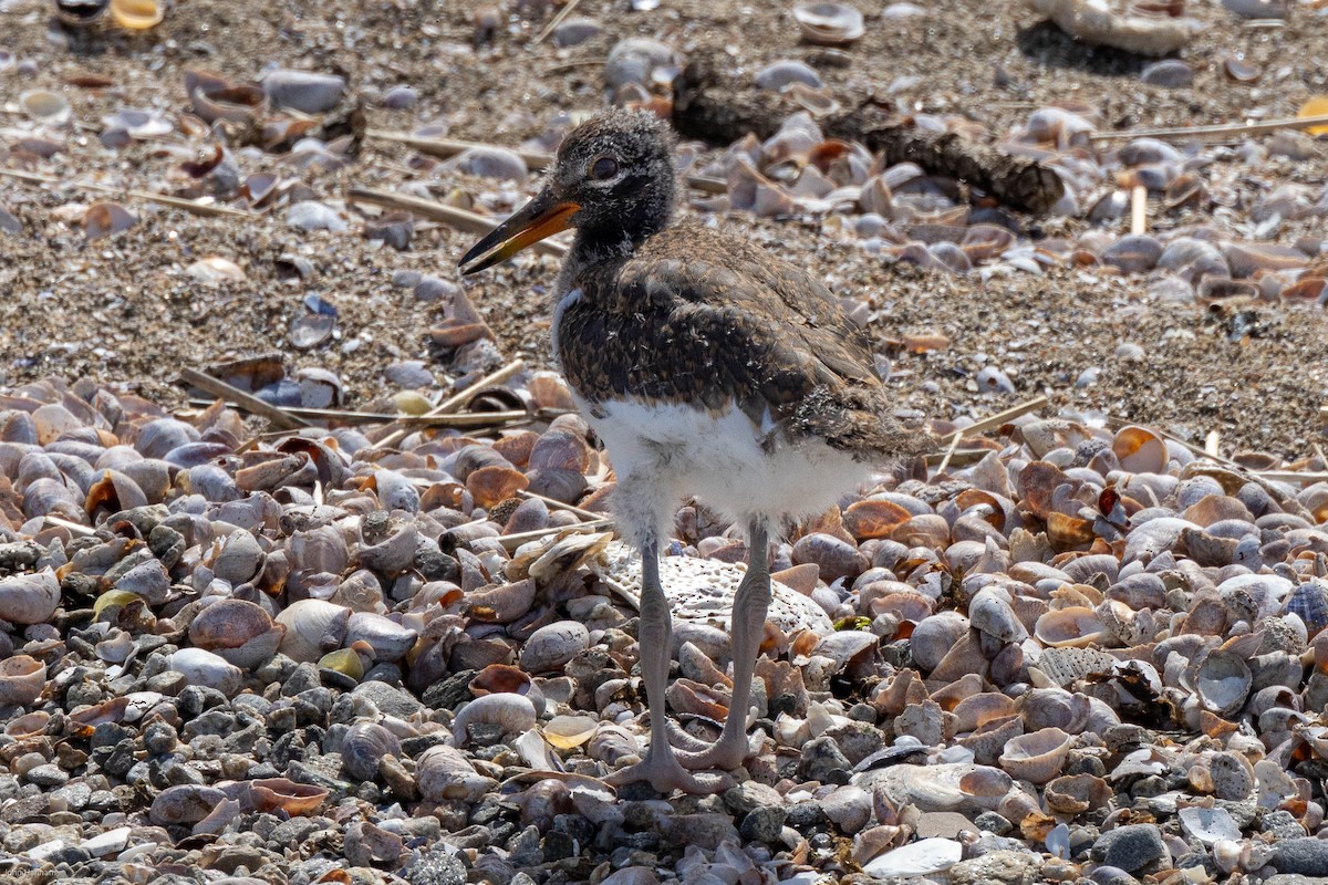 American Oystercatcher - ML459761611