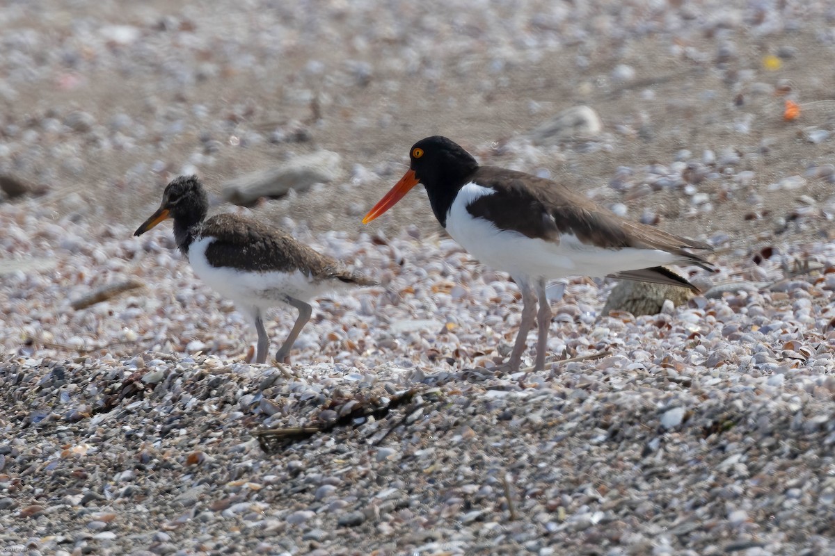 American Oystercatcher - ML459761621