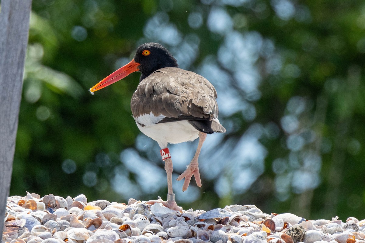 American Oystercatcher - ML459761631