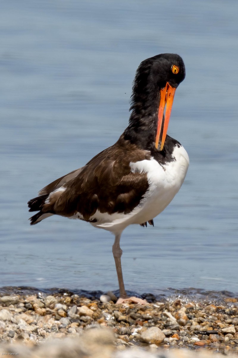 American Oystercatcher - ML459761651