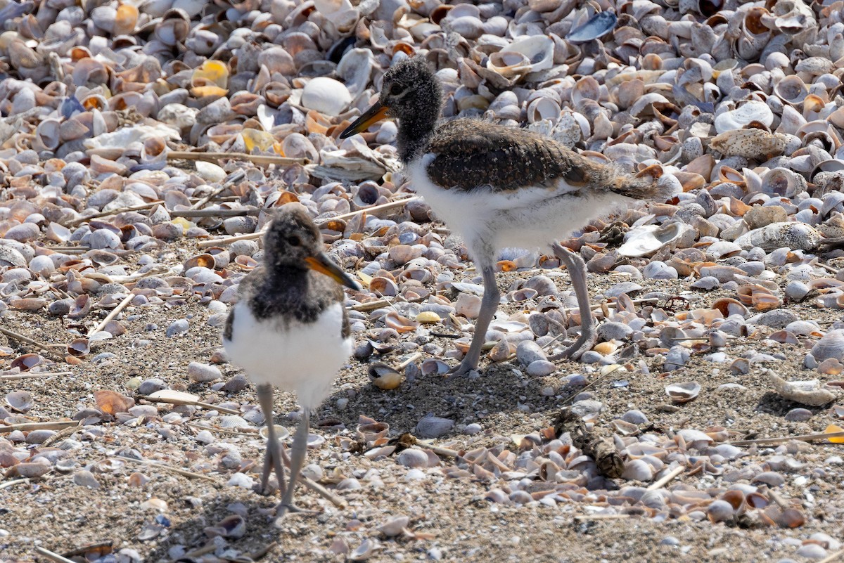 American Oystercatcher - ML459761661