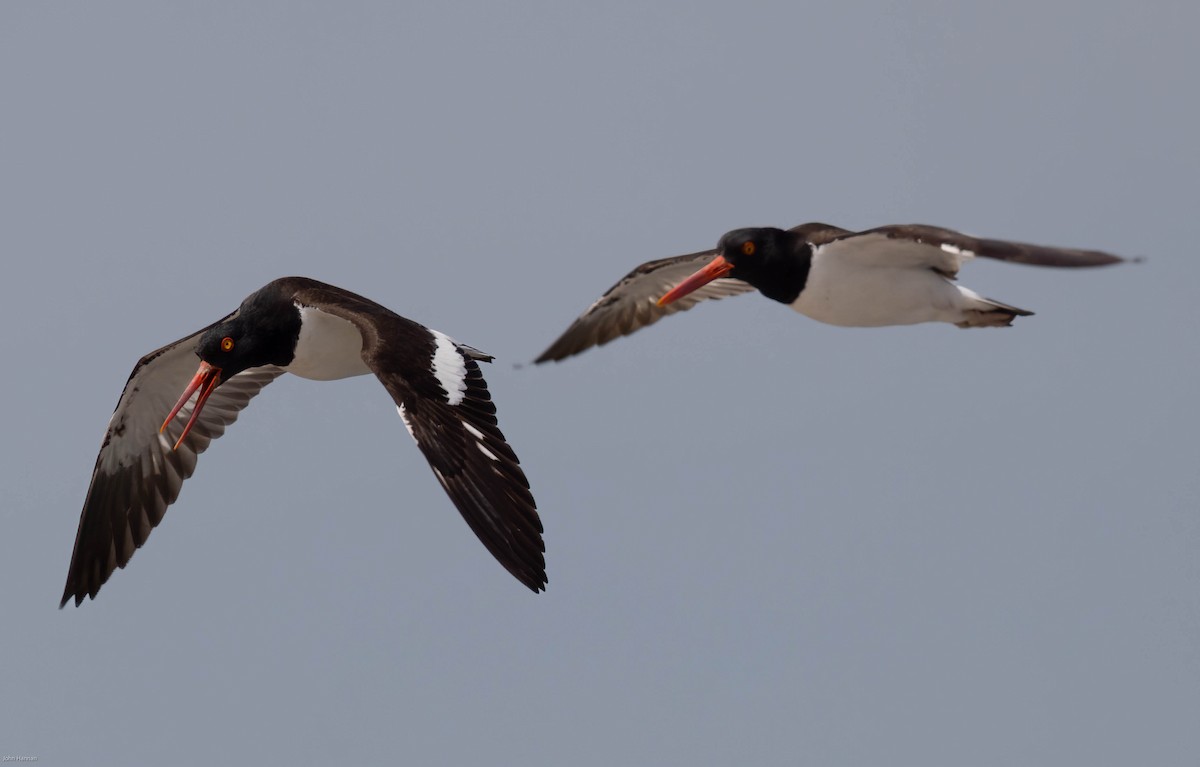 American Oystercatcher - ML459761681