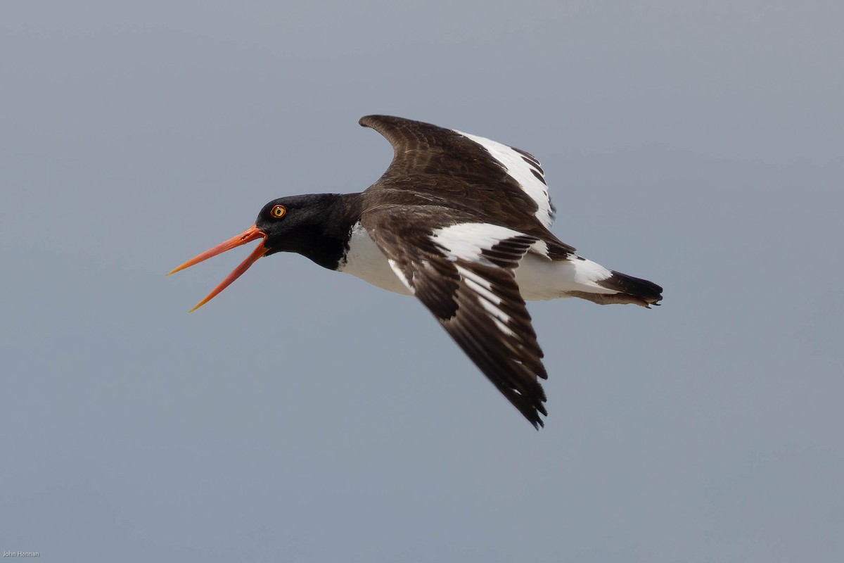 American Oystercatcher - ML459761691