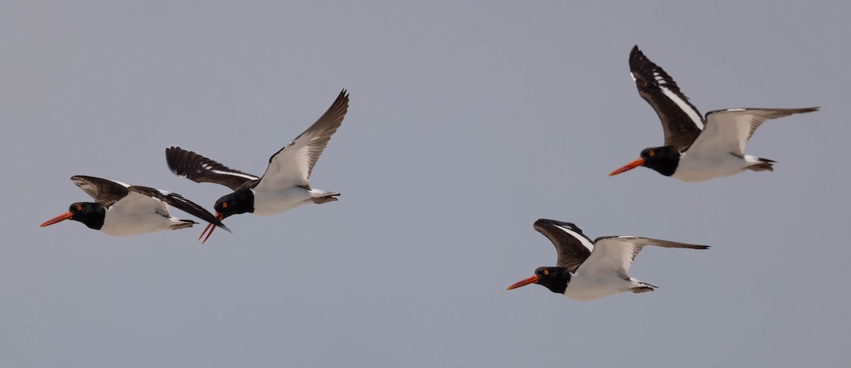 American Oystercatcher - ML459761731