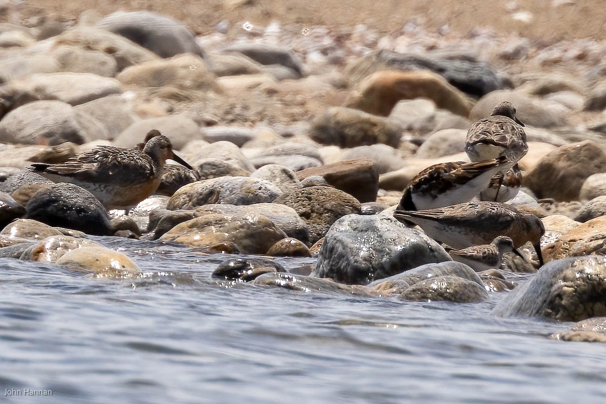 Red Knot - ML459761881