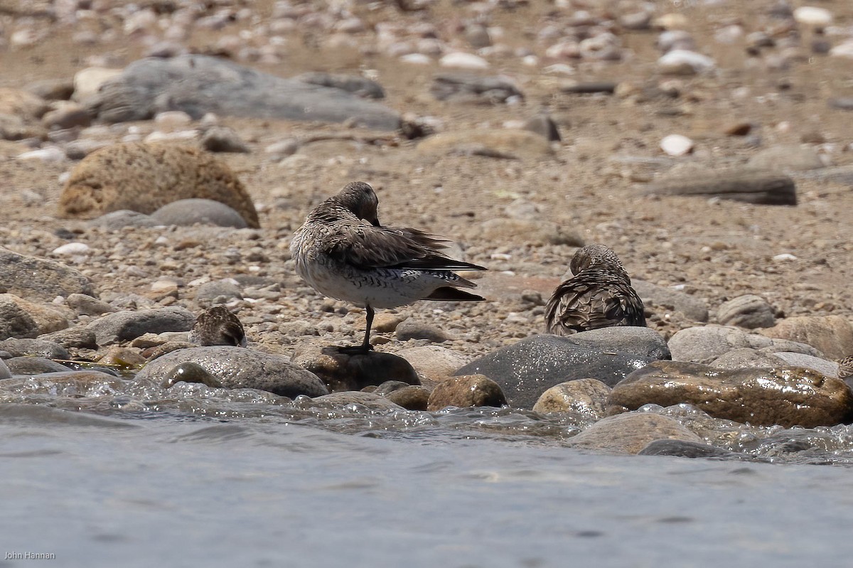 Red Knot - John Hannan