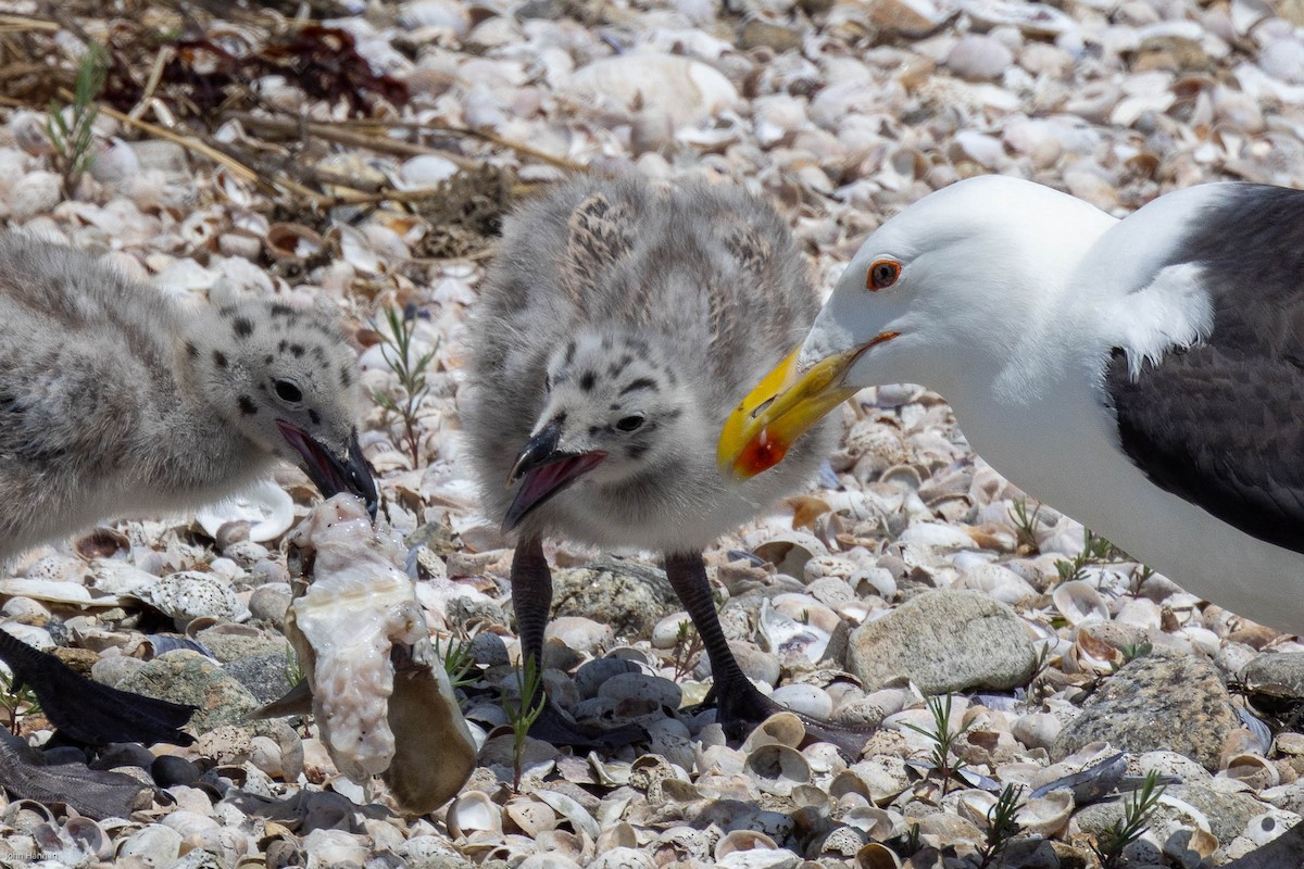 Great Black-backed Gull - ML459762171