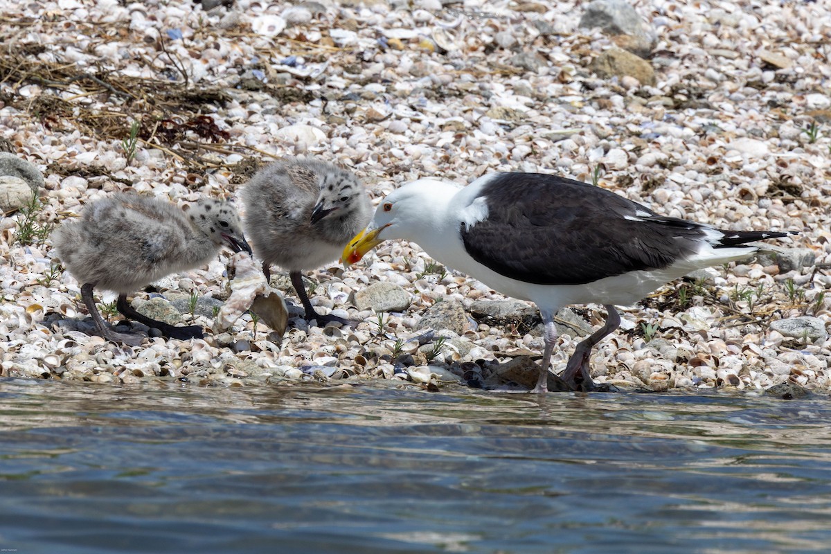 Great Black-backed Gull - ML459762211