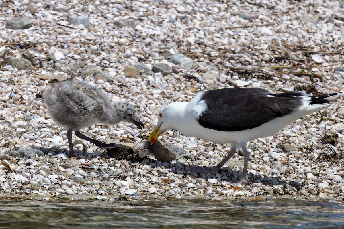 Great Black-backed Gull - ML459762221