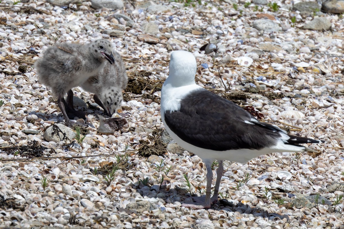 Great Black-backed Gull - ML459762231