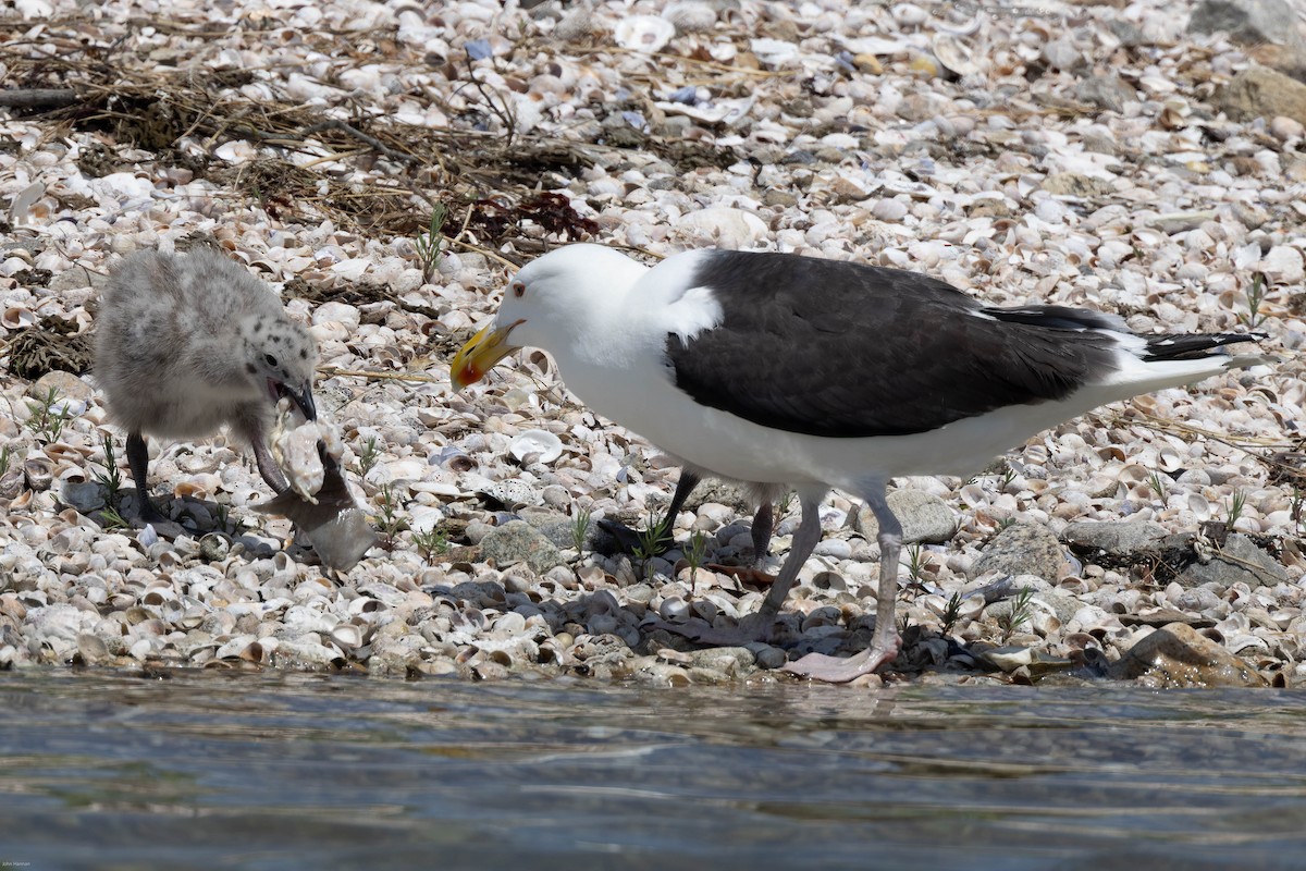 Great Black-backed Gull - ML459762251