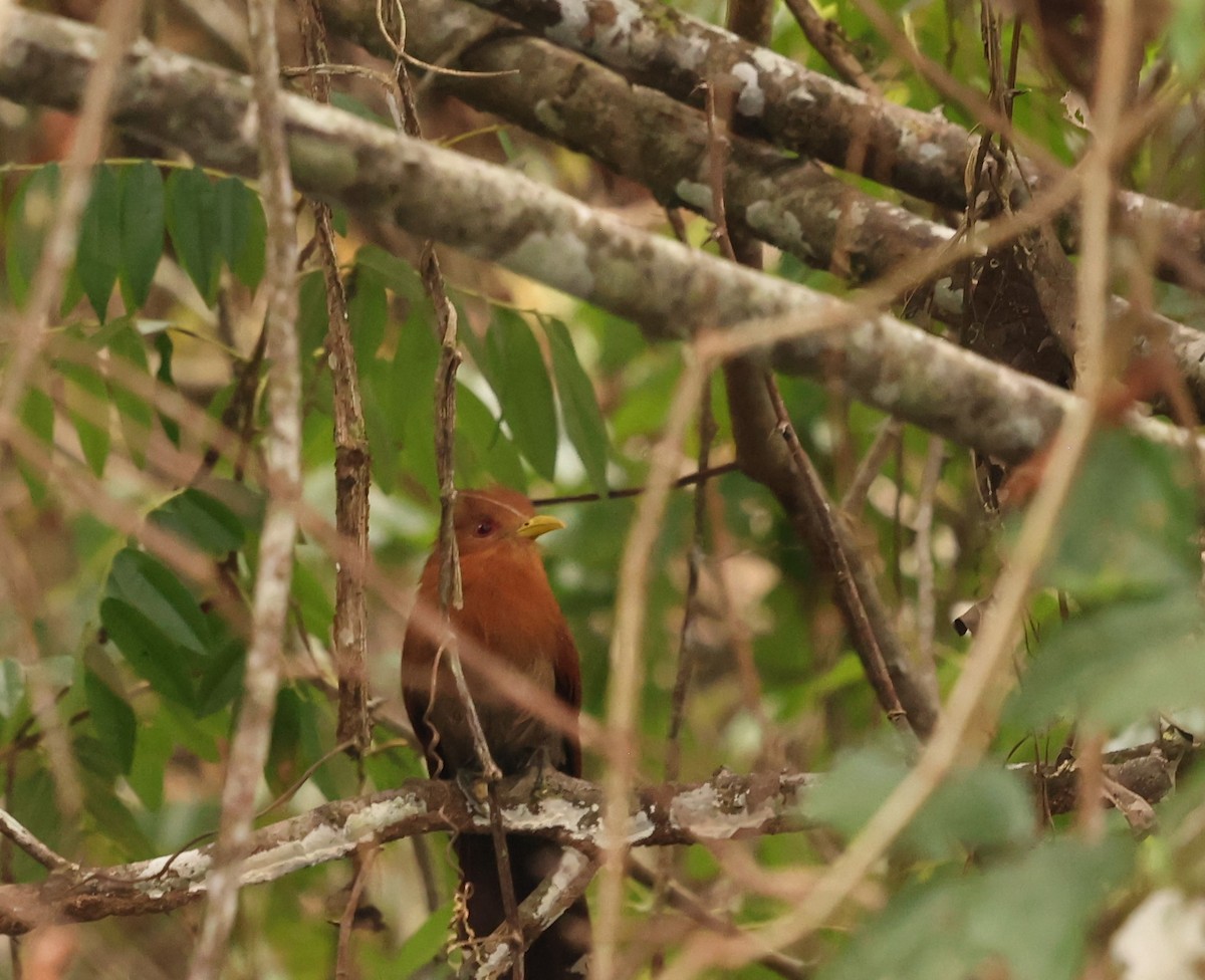 Little Cuckoo - ML459762551