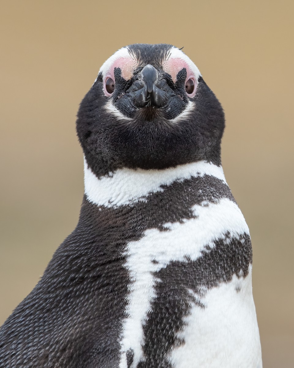 Magellanic Penguin - Dorian Anderson