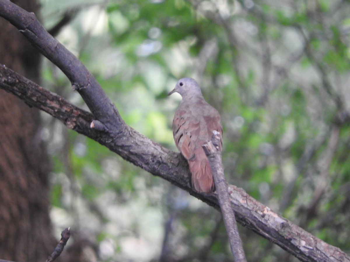 Ruddy Ground Dove - ML459763291