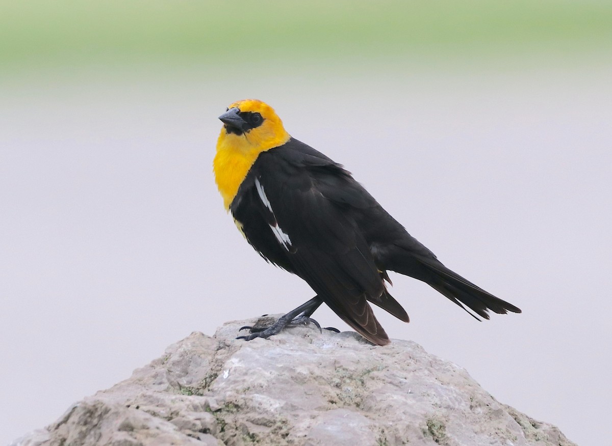 Yellow-headed Blackbird - ML459763881
