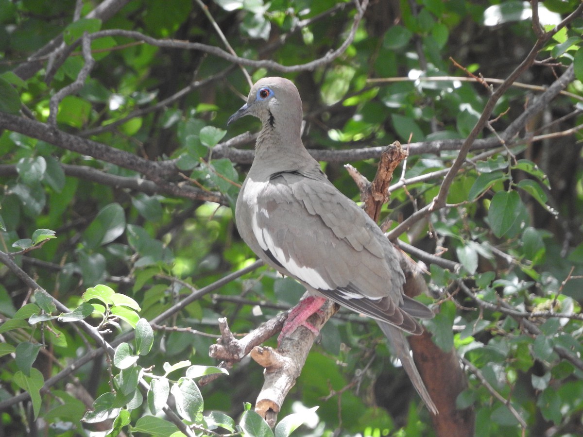 White-winged Dove - Chad Ellis