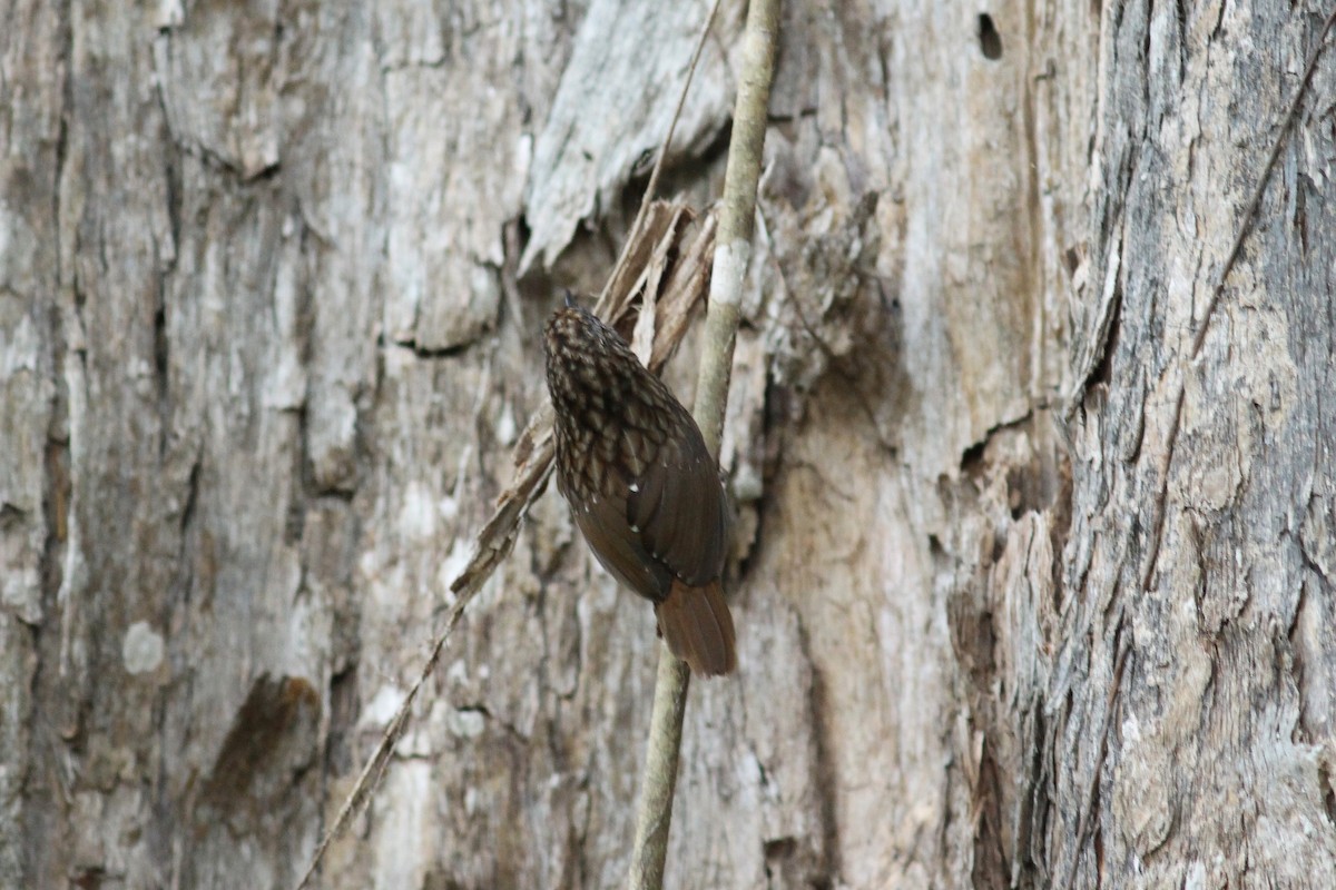 Streaked Wren-Babbler - ML459766311