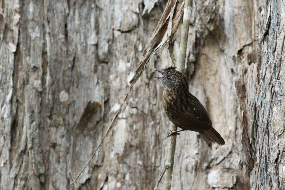 Streaked Wren-Babbler - ML459766321