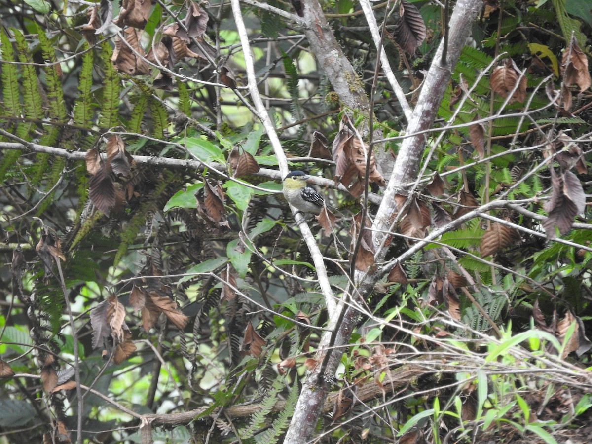 Barred Becard - Agustin Carrasco