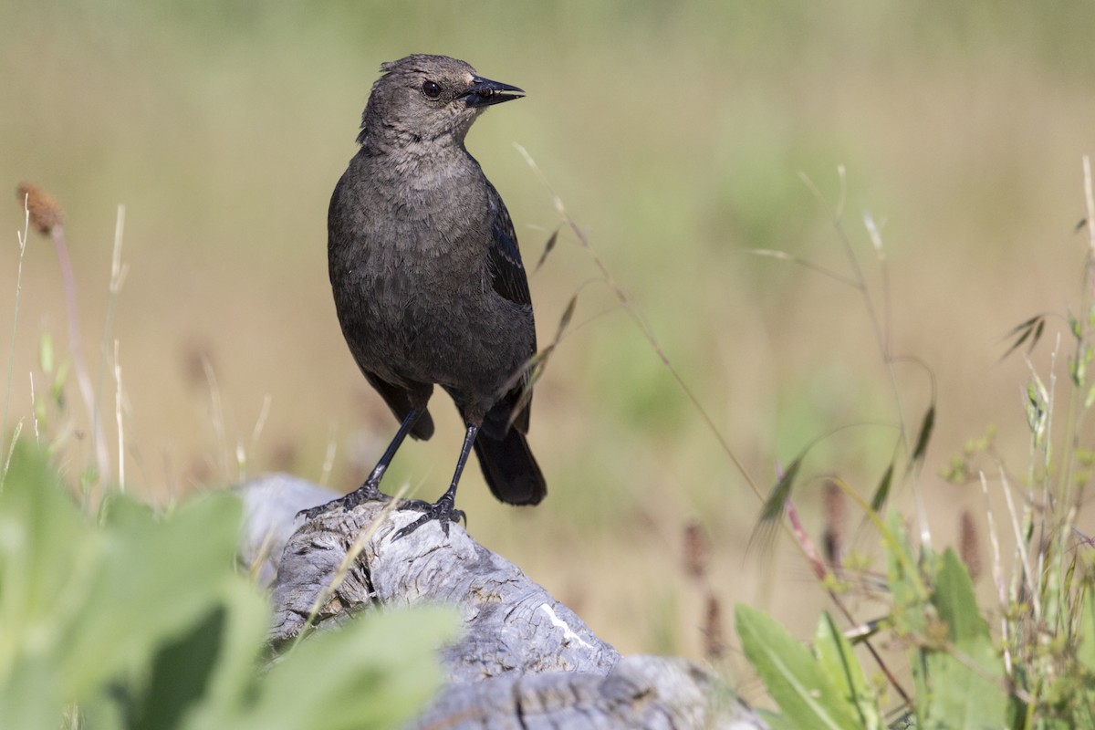 Brewer's Blackbird - Denis S