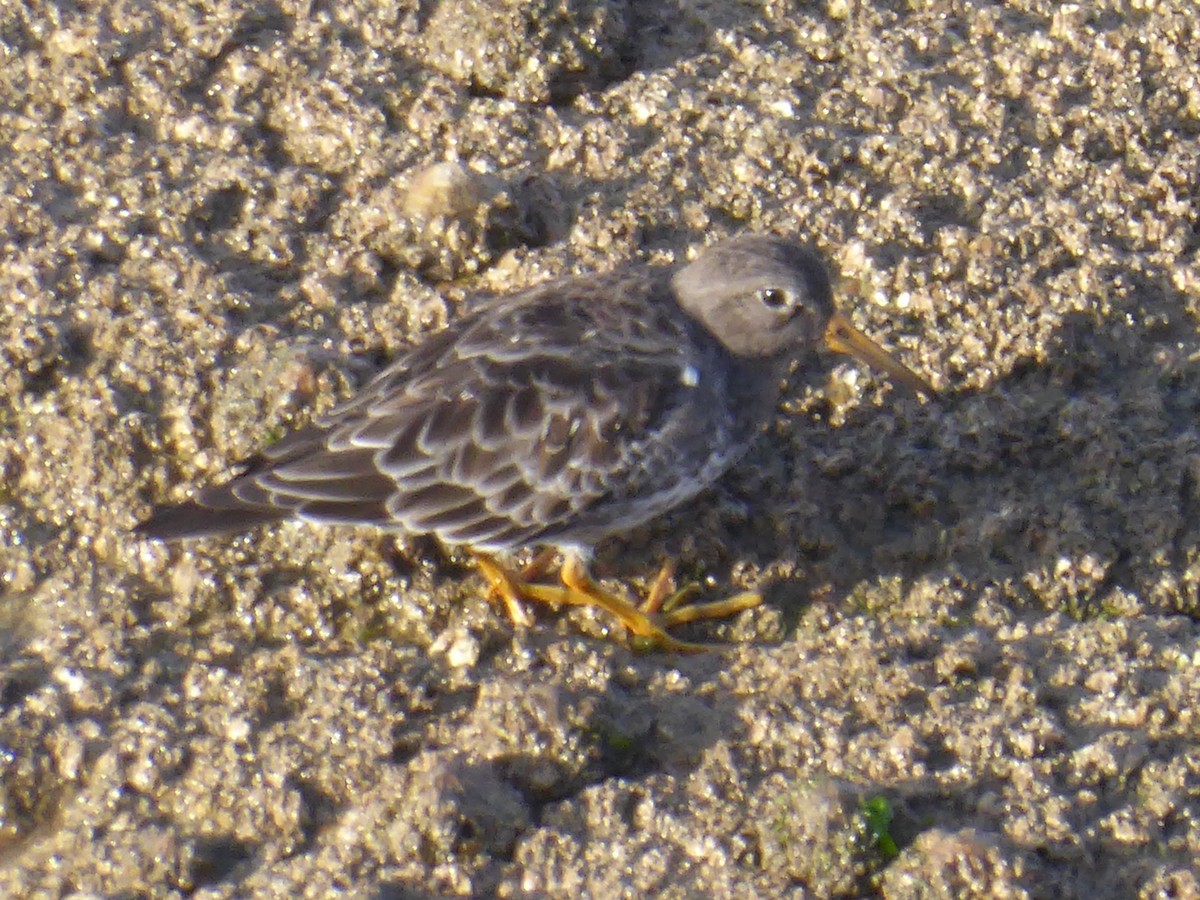 Purple Sandpiper - ML459767721